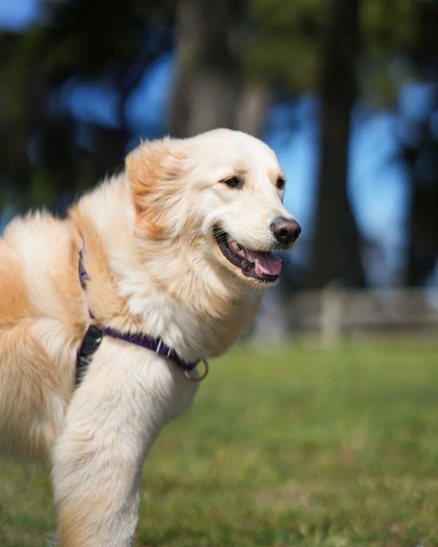 Golden retriever during dog photography session in Cupertino, California