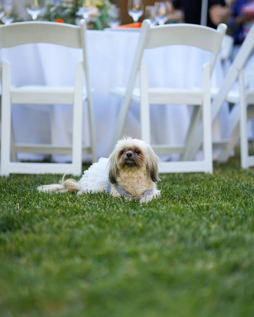 Dog portrait with leash along a tree-lined path in San Jose, California