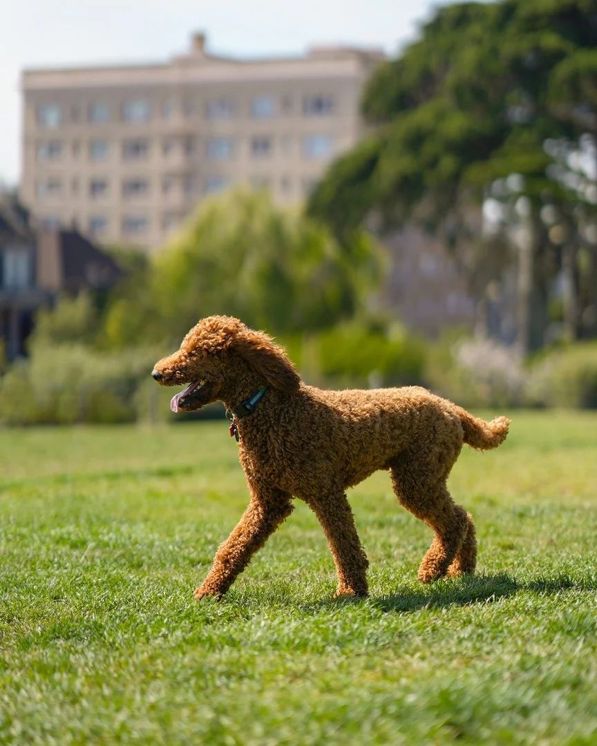 Corgi portrait with city backdrop in downtown San Jose, California