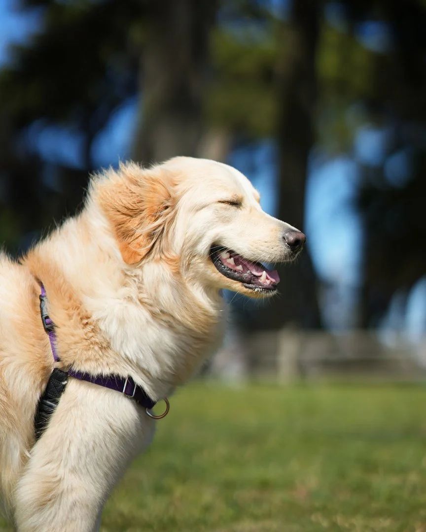 Pet photographer capturing a fluffy dog in Santa Clara, California